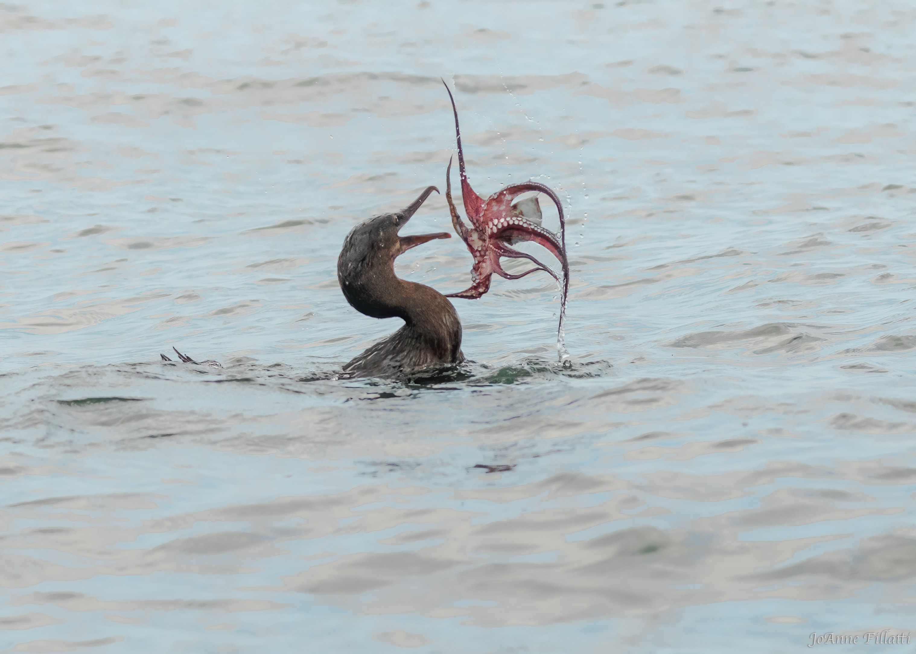 bird of galapagos image 15